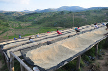 Ladda upp bild till gallerivisning, Fruktbar | Specialkaffe från Rwanda